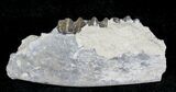 Oligocene Ruminant (Leptomeryx) Jaw Section #21126-1